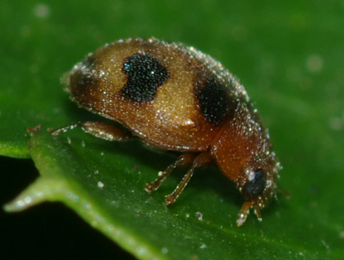 Coccinellidae da identificare